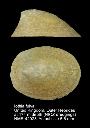 Iothia fulva.jpg - Iothia fulva(O.F.Müller,1776)